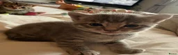 Mixed Breed cats for sale: Purrfectly adorable kittens - Advert 13