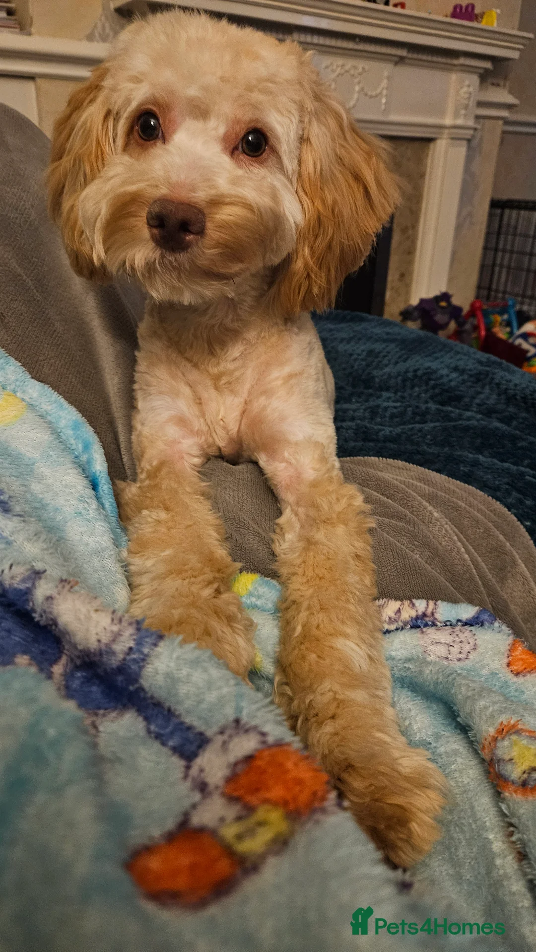 Cockapoo dogs for sale: Teddy  - Advert 5