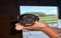 Jack Russell dogs for sale: Jack Russell puppies 5 boys left - Image 31