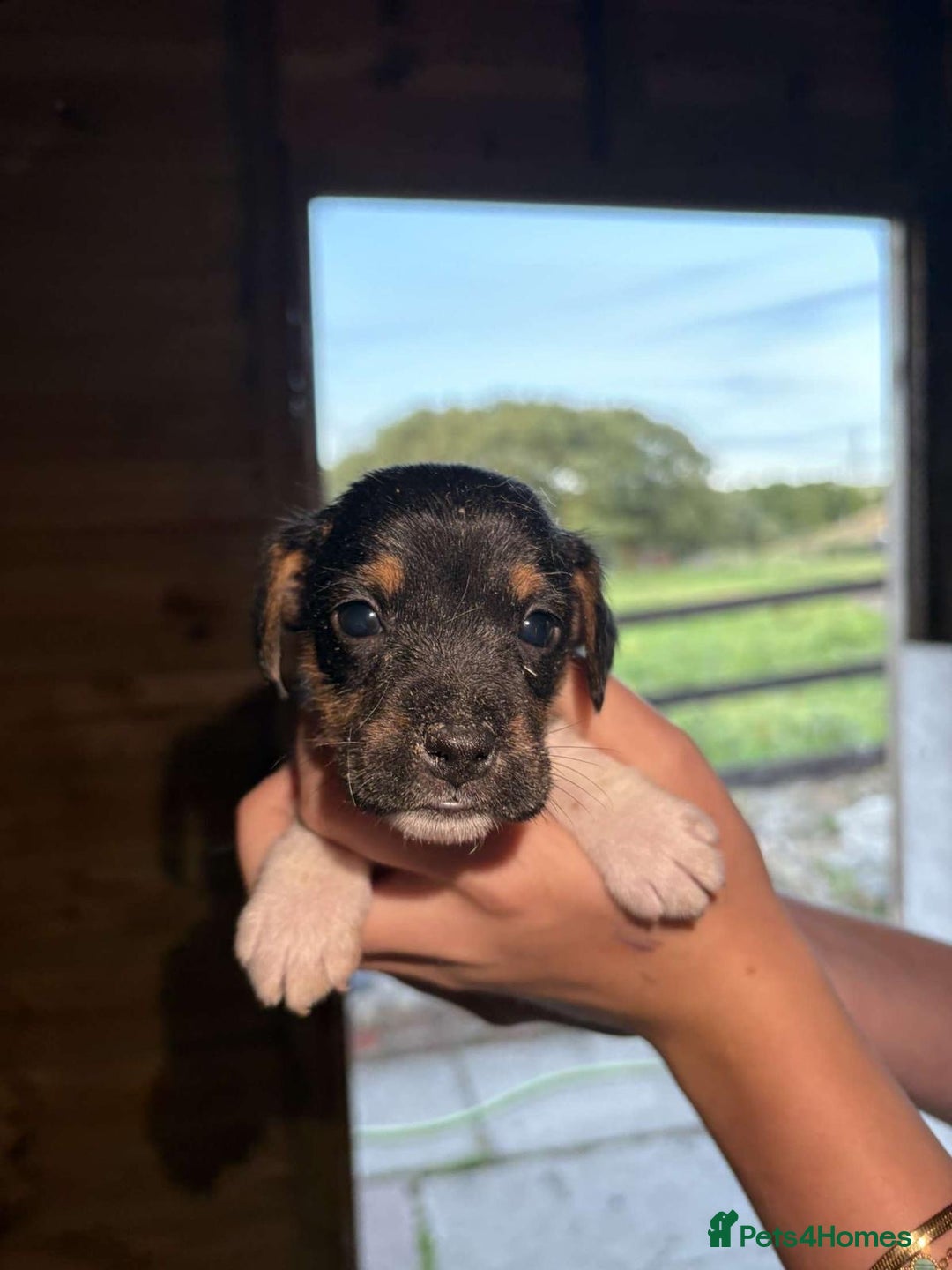 Jack Russell dogs for sale: Jack Russell puppies 5 boys left - Image 31