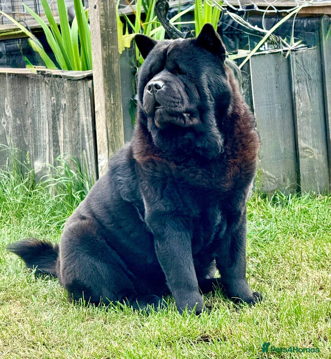 Chow Chow dogs for sale: Quality chow chow pups - Image 14