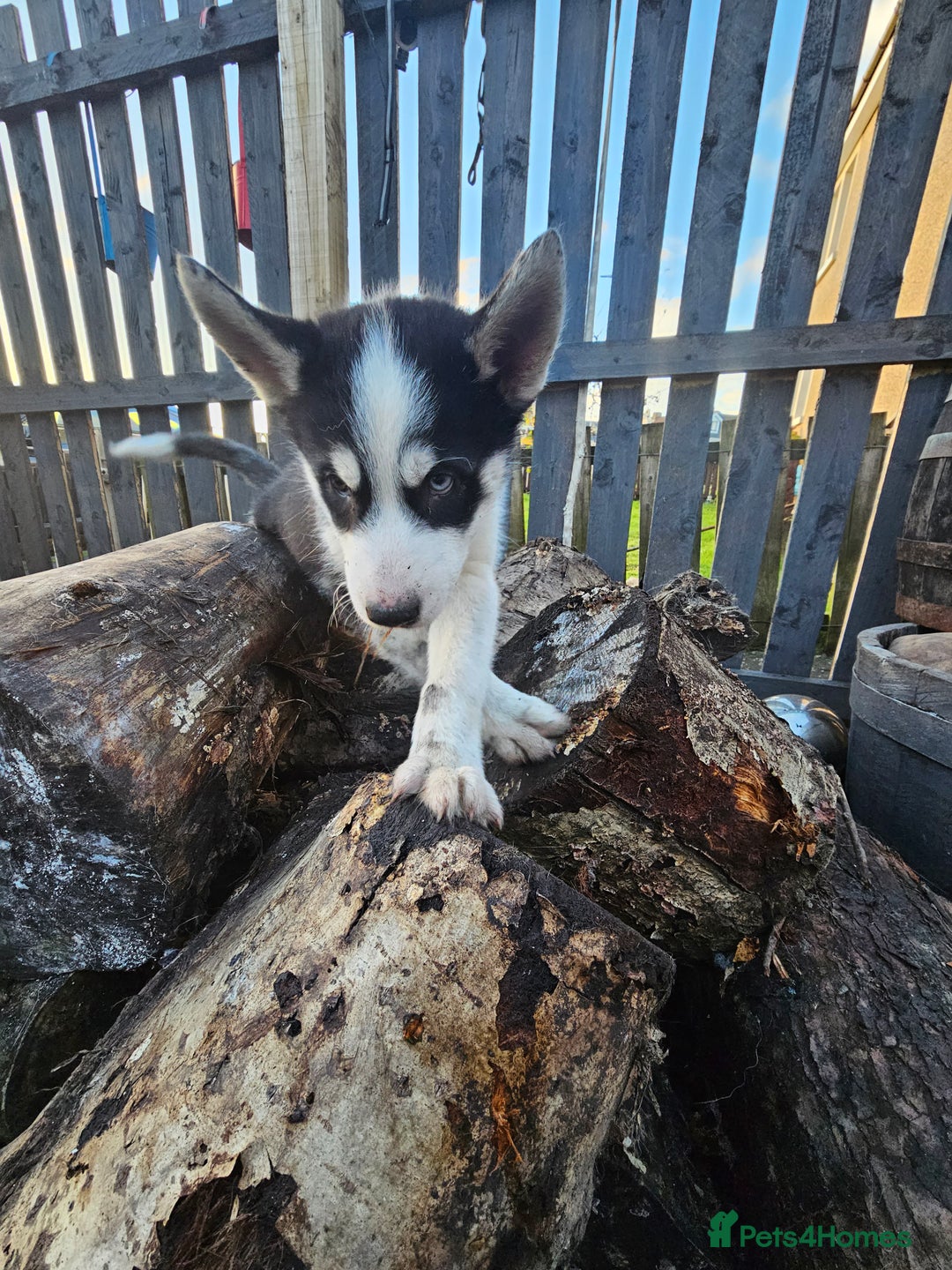 Siberian Husky dogs for sale: Siberian husky - Advert 8