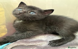 Mixed Breed cats for sale: Beautiful kittens 🐈‍⬛  - Image 15