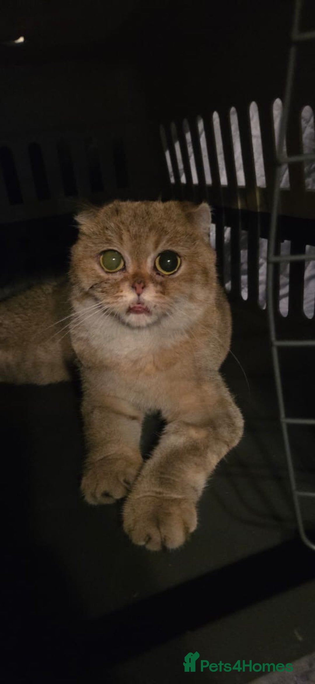 Domestic Shorthair cats for adoption: Rosey  - Advert 6