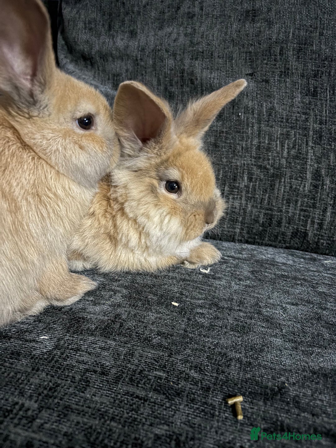 Lionhead rabbits for sale: Two male rabbits  - Image 1