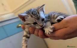 Maine Coon cats for sale: ✨2 Boys and 3 Girls Maine Coon kittens ✨🐾 - Image 25