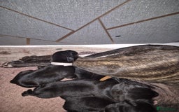 Mixed Breed dogs for sale: Staffador puppies - Image 2