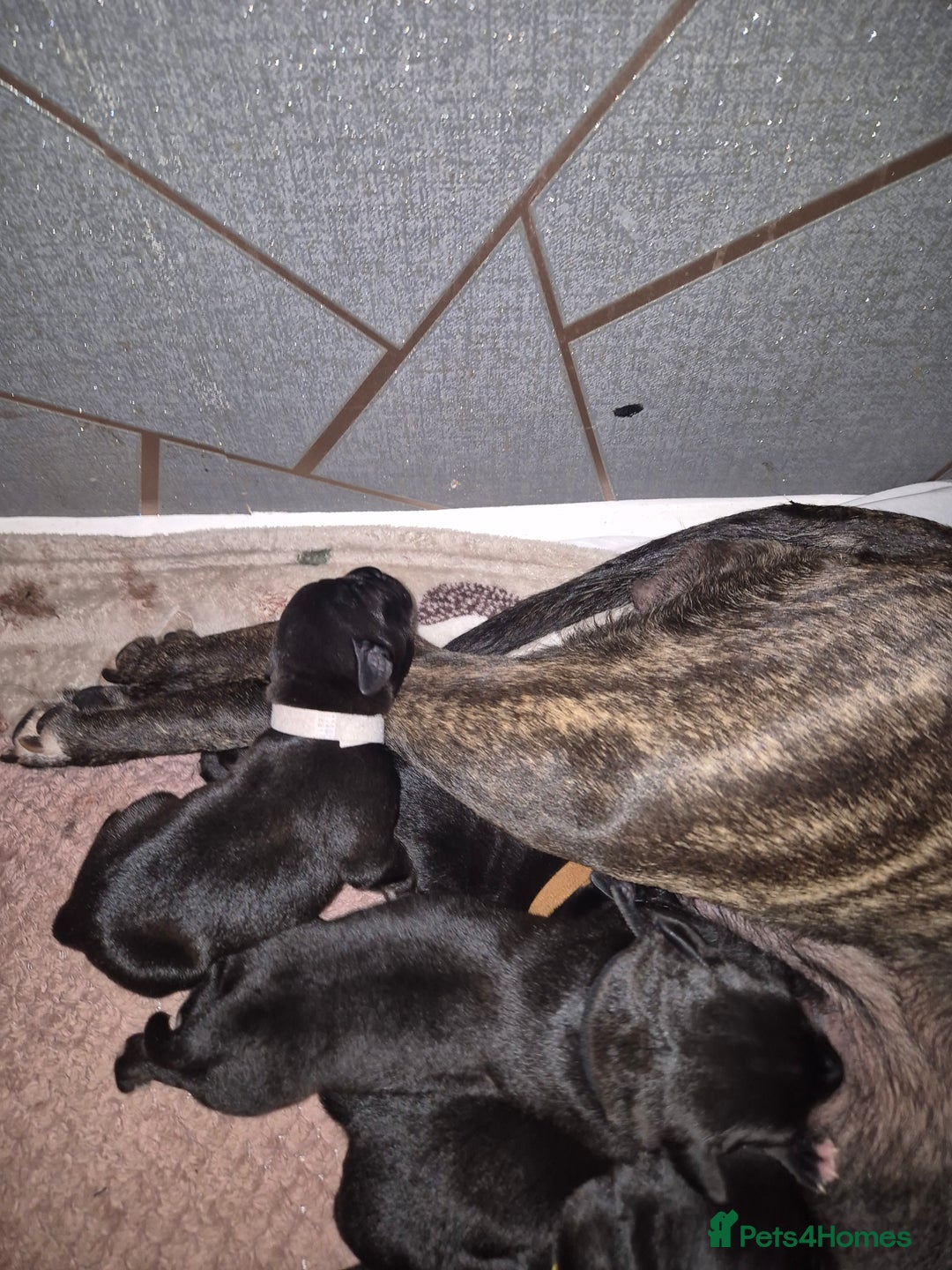 Mixed Breed dogs for sale: Staffador puppies - Image 2