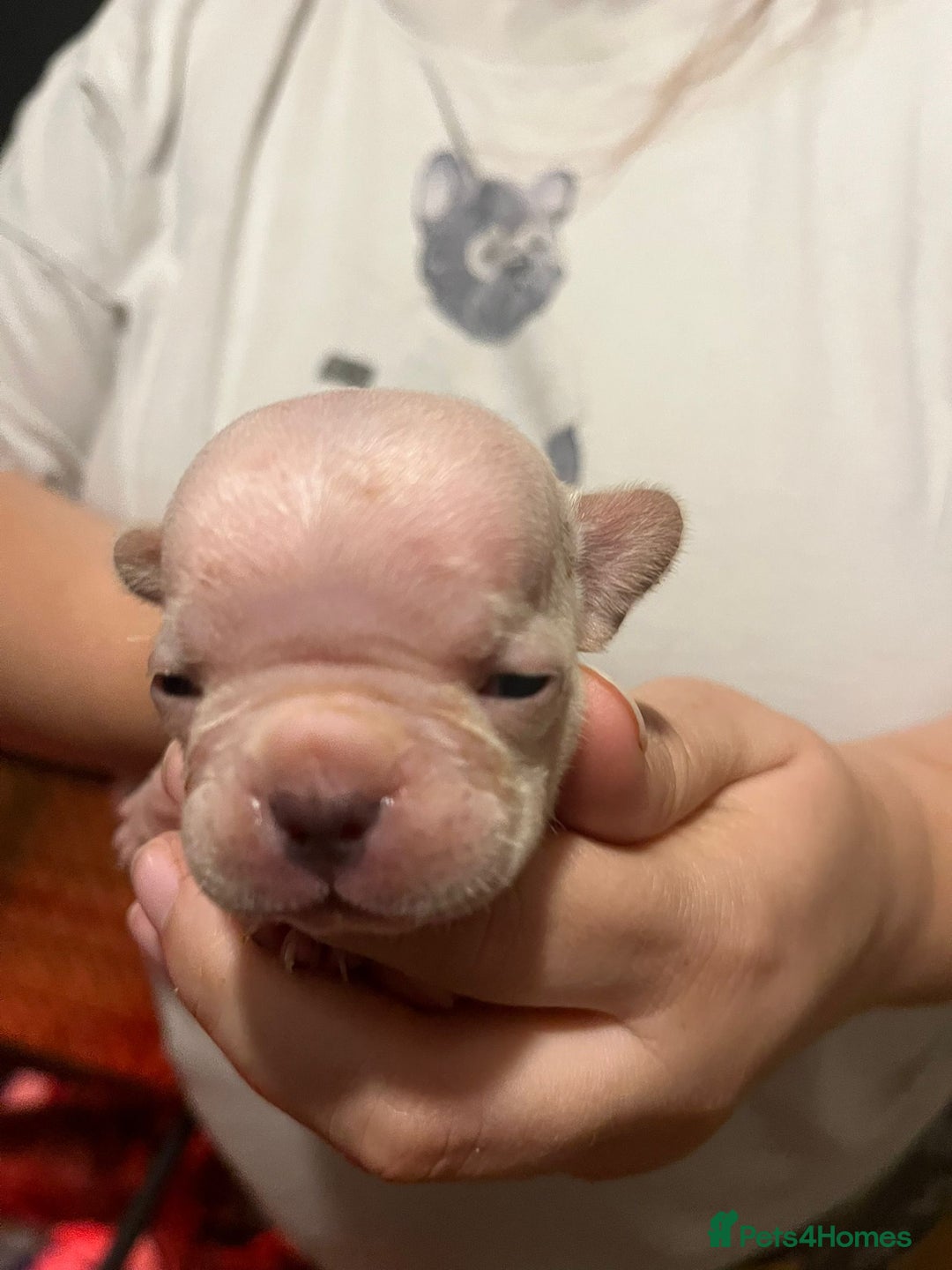 French Bulldog dogs for sale: Amazing litter of french bulldog puppies - Image 12
