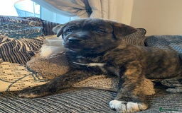 Mixed Breed dogs for sale: Rottweiler cross Akita (rokita) - Image 9