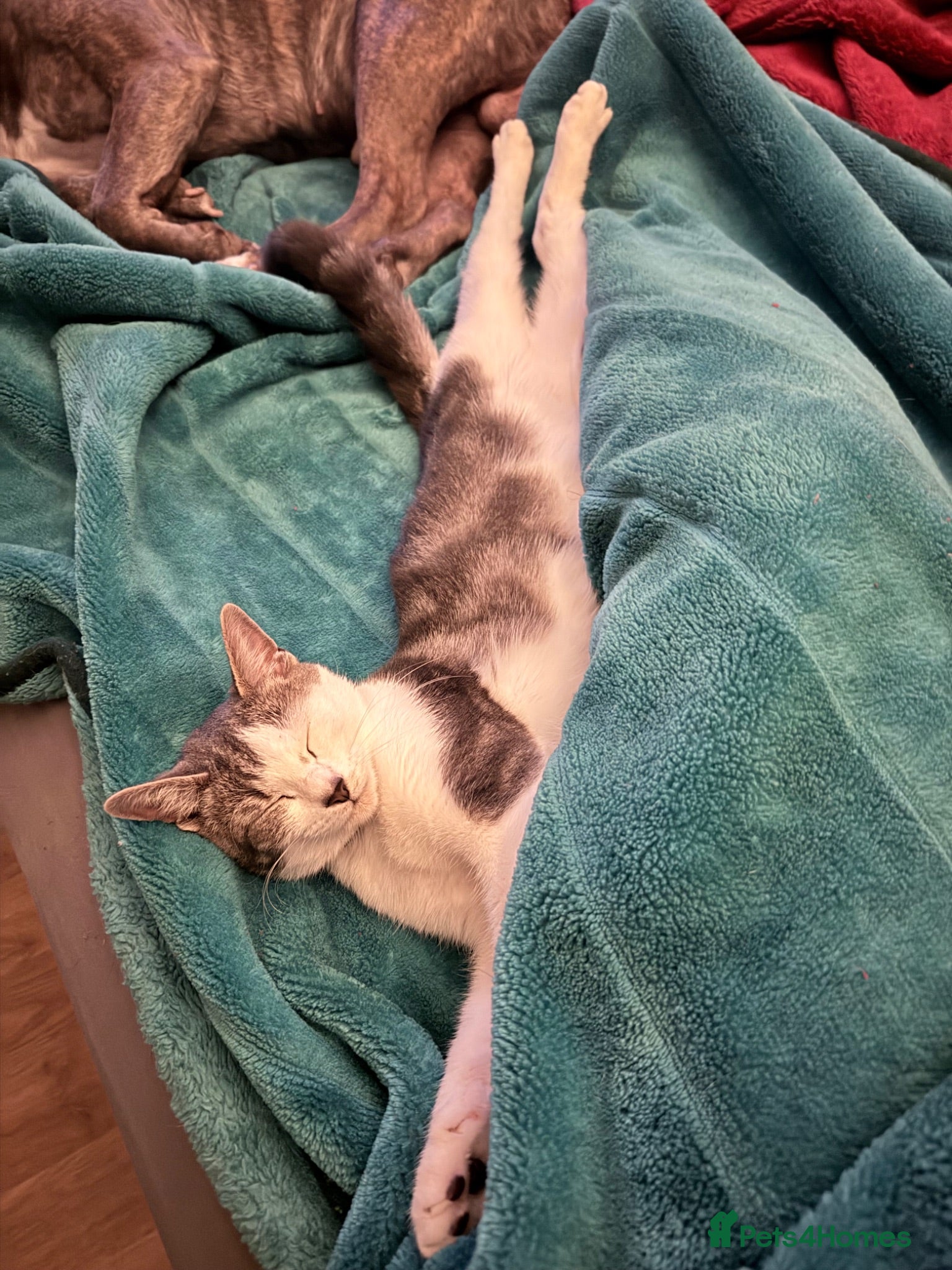 Mixed Breed cats Cute 🥰 kittens 🐈‍⬛  - Advert 1