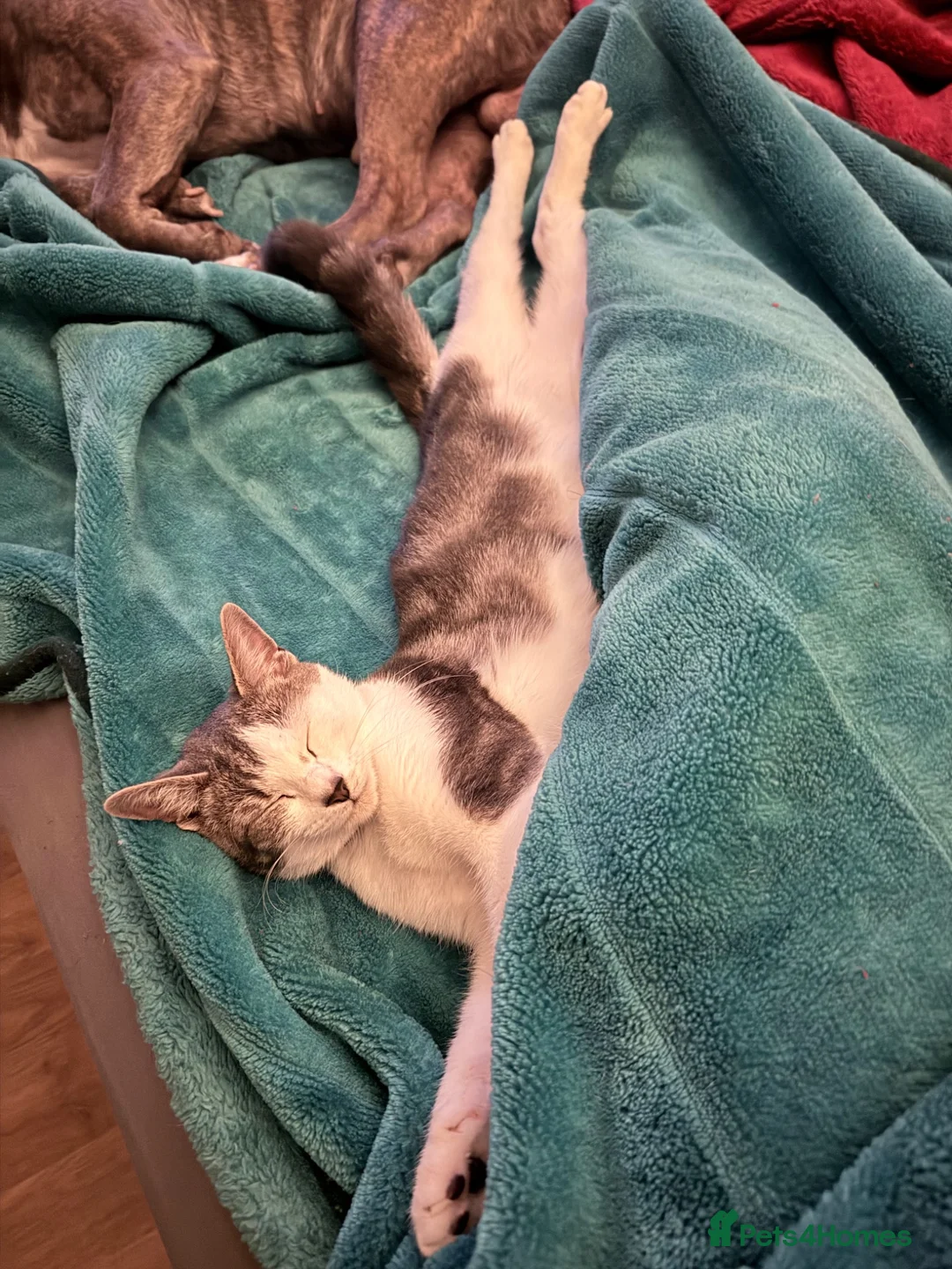 Mixed Breed cats for sale: Cute 🥰 kittens 🐈‍⬛  - Advert 1