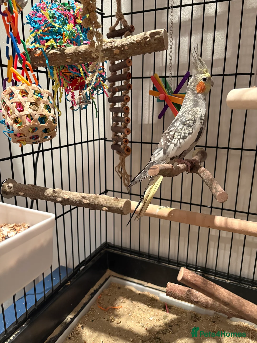 Cockatiels birds for sale: Beautiful male cockatiel  in Woodford Green - Advert 4