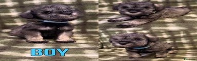 Miniature Schnauzer 4