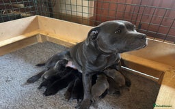 Staffordshire Bull Terrier dogs for sale: High Quality Blue & Black Staffy Puppies - Image 1