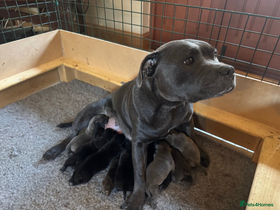 Staffordshire Bull Terrier dogs for sale: High Quality Blue & Black Staffy Puppies - Image 1