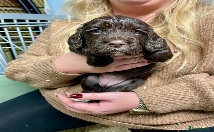 Cocker Spaniel dogs - Advert 6