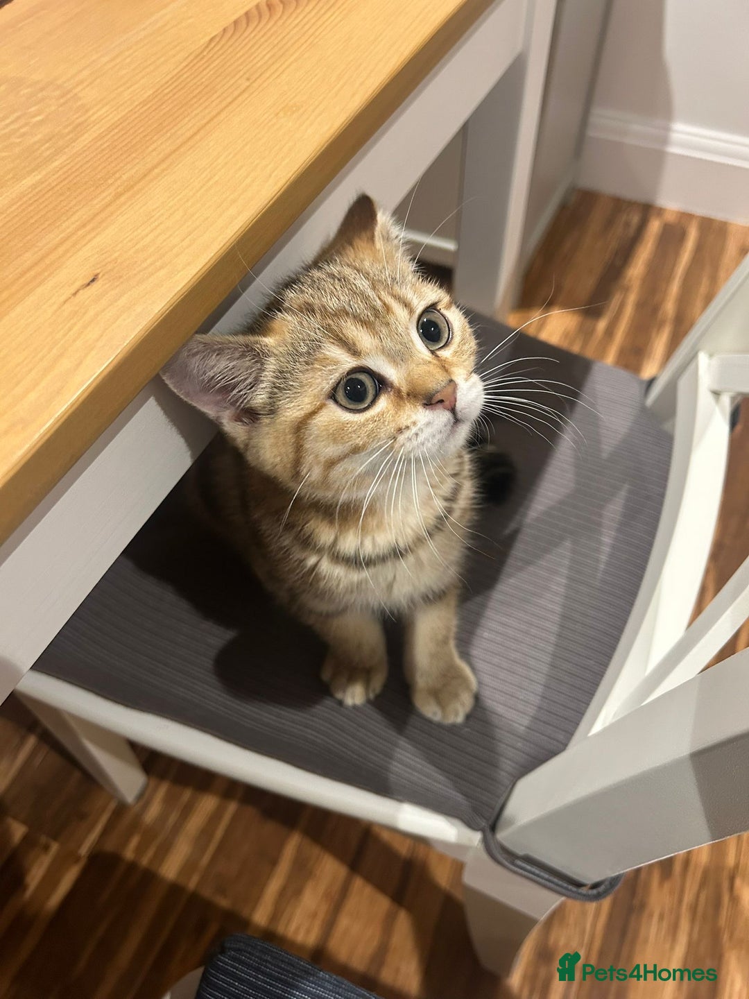 British Shorthair cats for sale: READY LONDON RARE 2 PAIRS - Advert 6