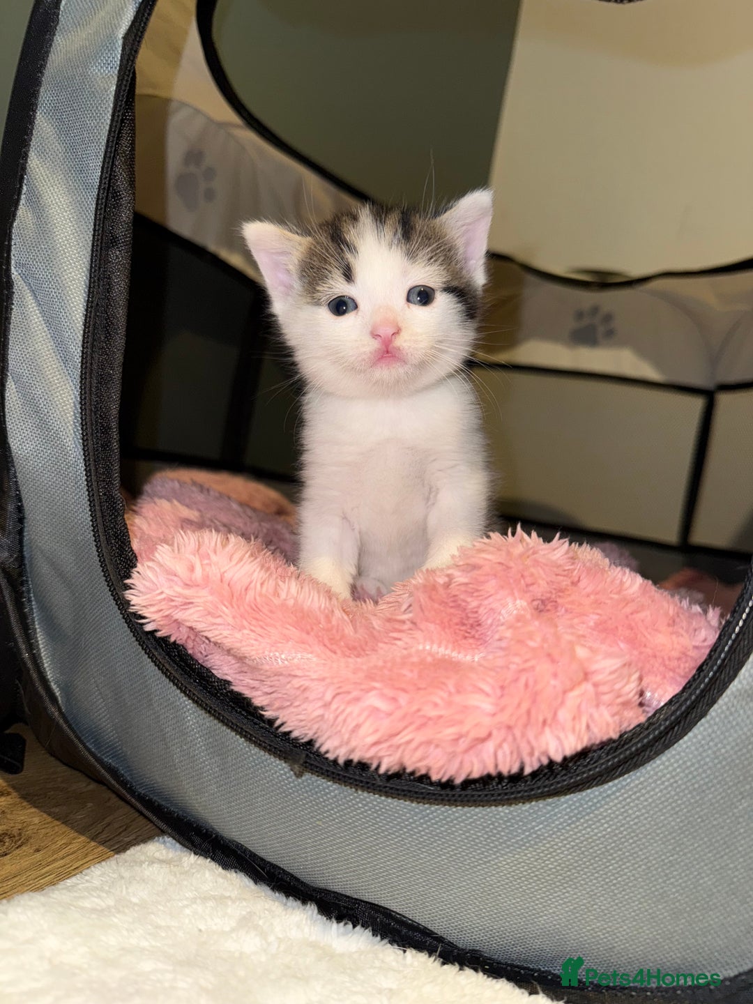 Mixed Breed cats for sale: Tabby and white kittens  - Image 5