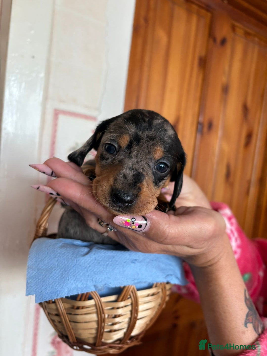 Dachshund dogs for sale: Our 7 Adorable Dachshund Puppies Ready for Homes - Image 1