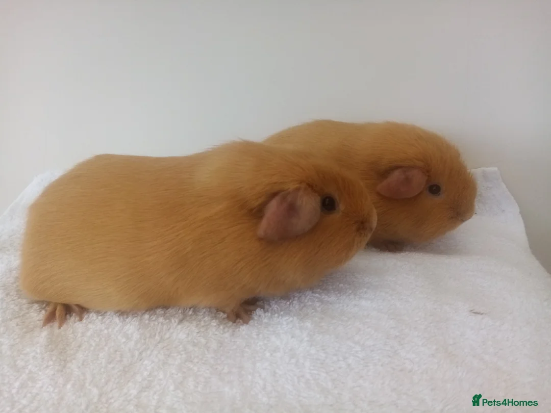 Guinea Pig rodents for sale: Self Guinea pigs  - Advert 2