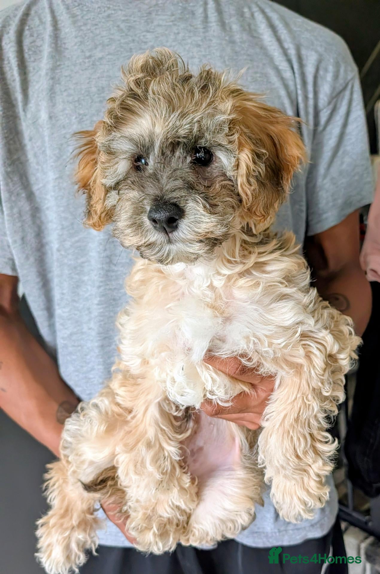 Cavapoochon dogs Beautiful Cavapoochon Puppy. Ready Now  - Advert 2