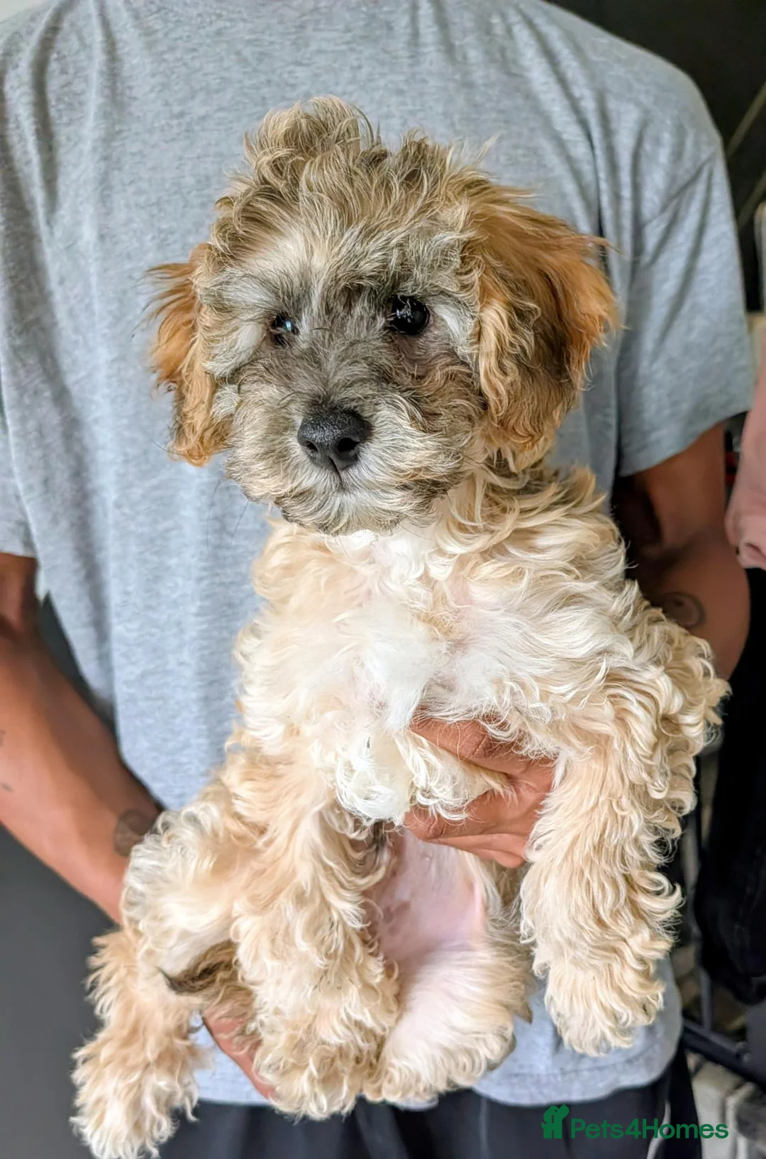 Cavapoochon dogs for sale: Beautiful Cavapoochon Puppy. Ready Now  in Leicester - Advert 2