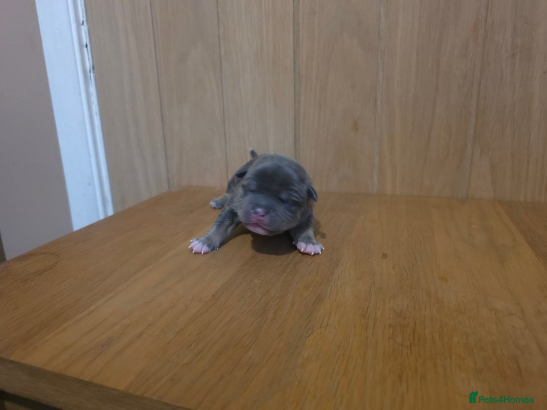 American Bully dogs for sale: Pocket bully puppies - Advert 13