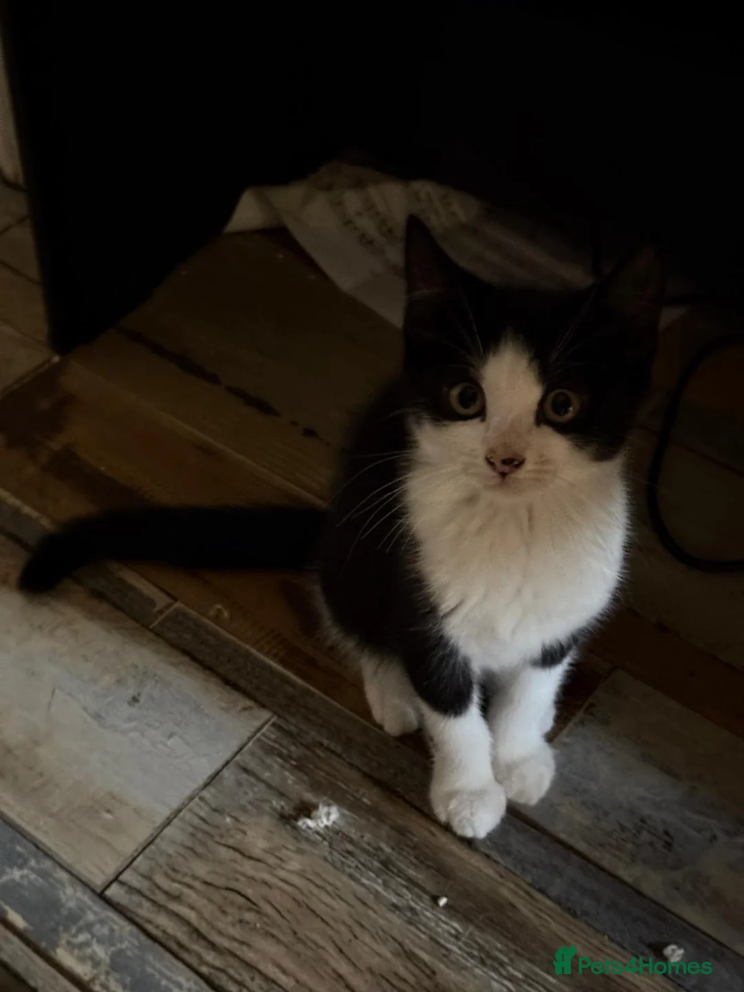 Mixed Breed cats for sale: Gorgeous kittens for sale! in Nottingham - Advert 2