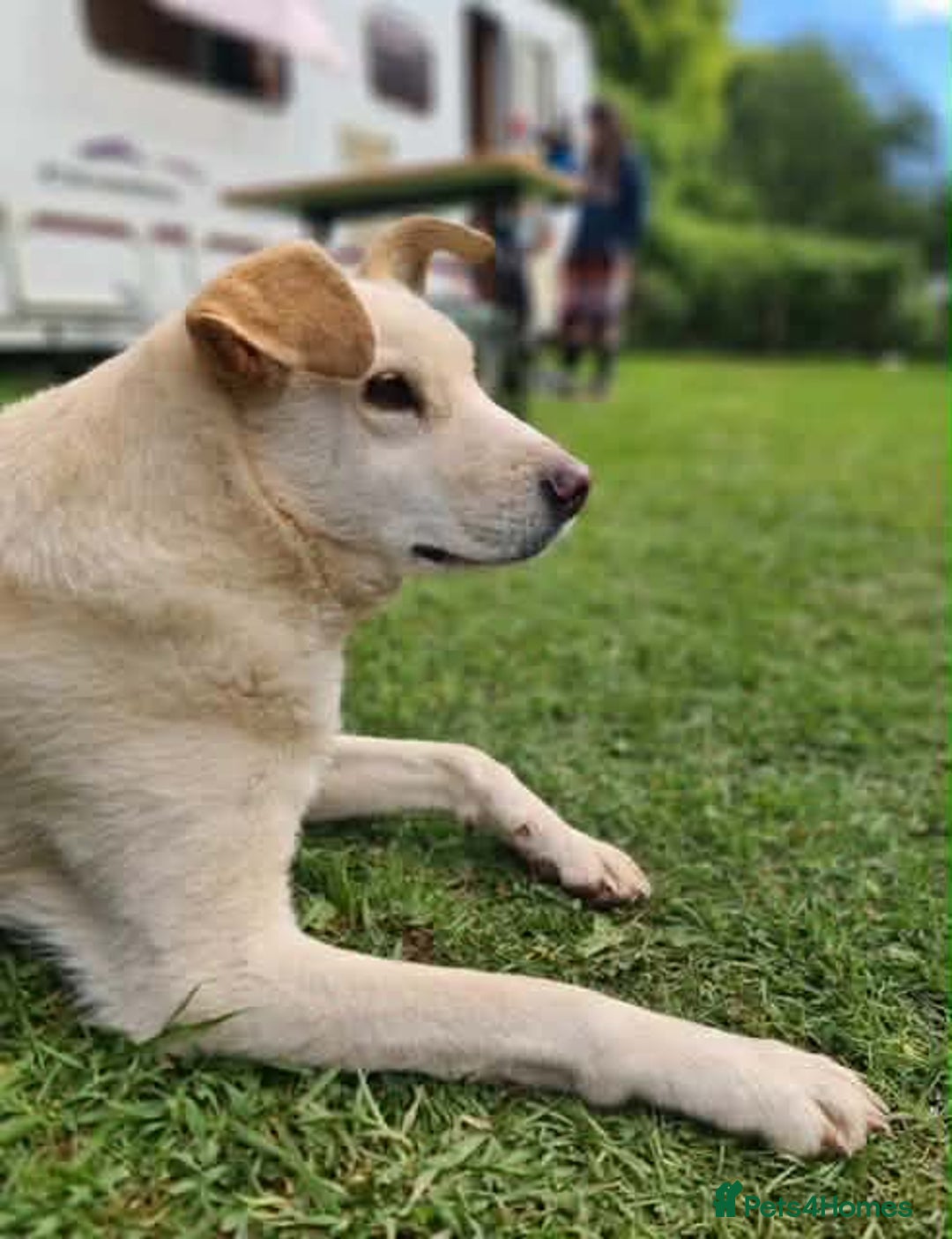 Mixed Breed dogs for adoption: SHILOH-happy girl/loving family dog/playful/social - Advert 11