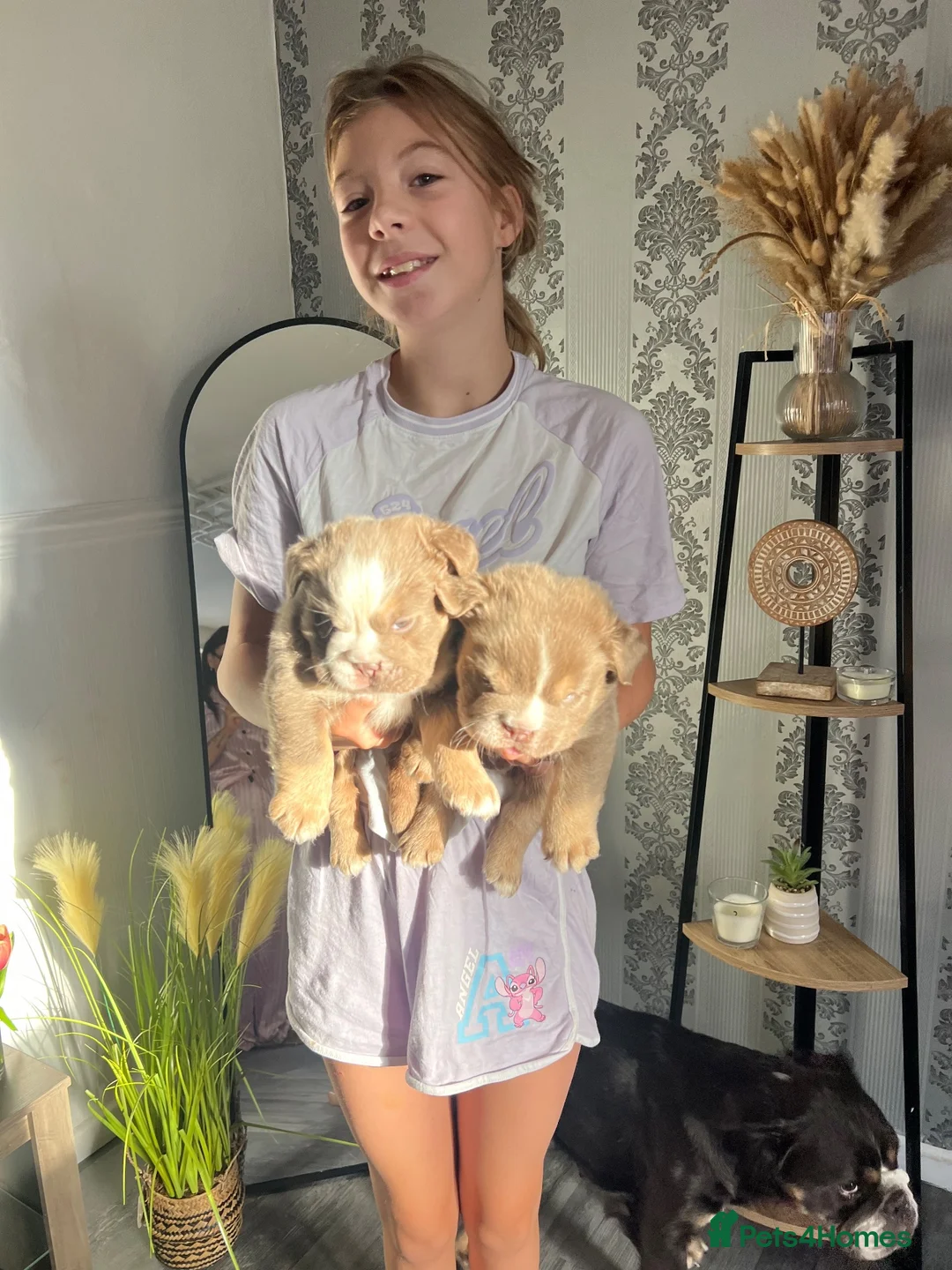 English Bulldog dogs for sale: British bull dog  in Liverpool - Advert 2