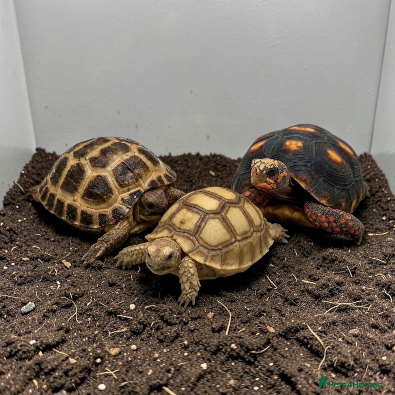 Tortoise reptiles Baby Tortoises Available - Advert 4