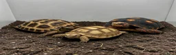 Tortoise reptiles for sale: Baby Tortoises Available - Advert 1