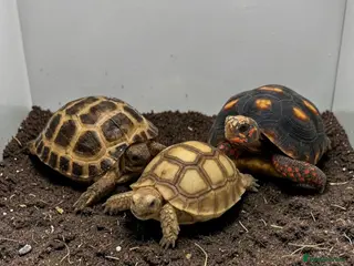 Tortoise reptiles Baby Tortoises Available - Advert 4
