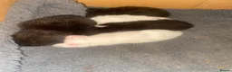 Domestic Shorthair cats for sale: 5 beautiful kittens  - Advert 4