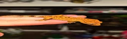Gecko reptiles for sale: Unsexed Crested Gecko hatchling & full set up - Advert 2
