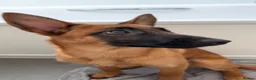 Belgian Shepherd Dog dogs for sale: Belgian Malinois puppy  - Advert 2