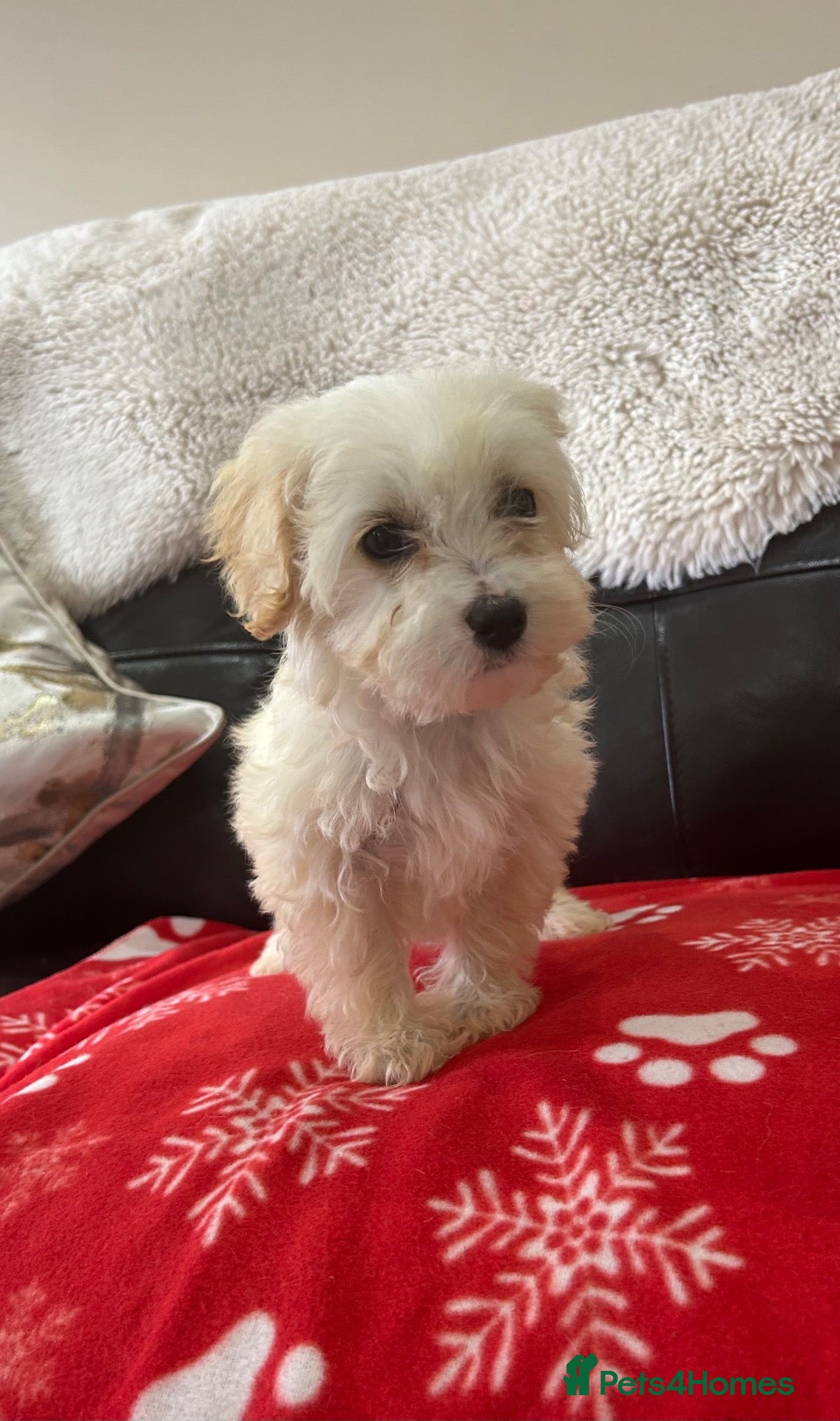 Maltipoo dogs Six beautiful maltipoo puppies - Advert 2