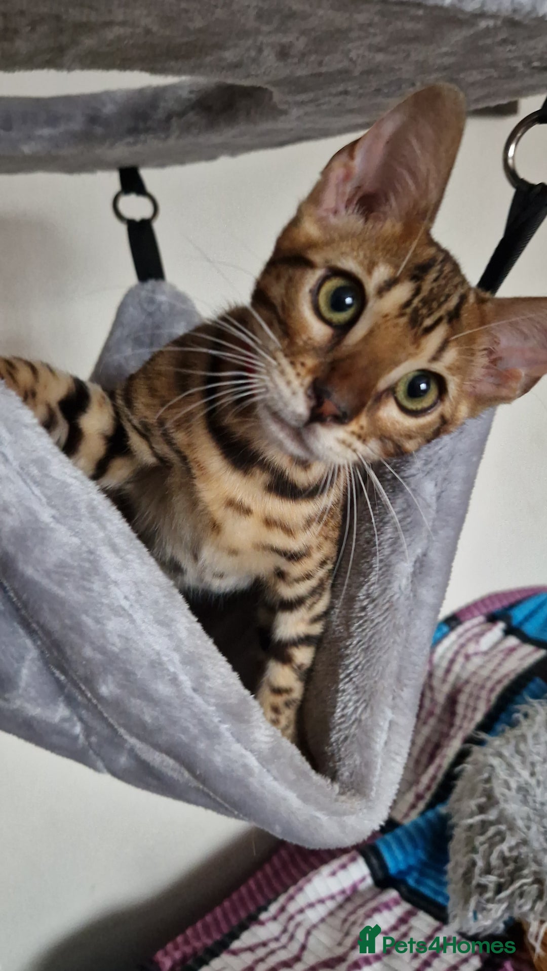 Bengal cats for sale: Last one😍Pure Bengal kittens❤️Ready to go😍 - Image 1