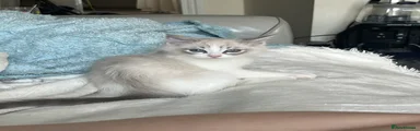 Ragdoll Kitten 1
