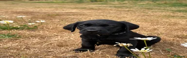 Black collar boy