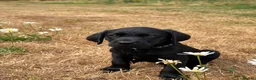 Labrador Retriever dogs for sale: 2 Boys Avaliable now for collection - Advert 22