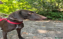 German Shorthaired Pointer dogs for adoption: Rucha, female German Shorthaired Pointer, aged 2 - Image 13