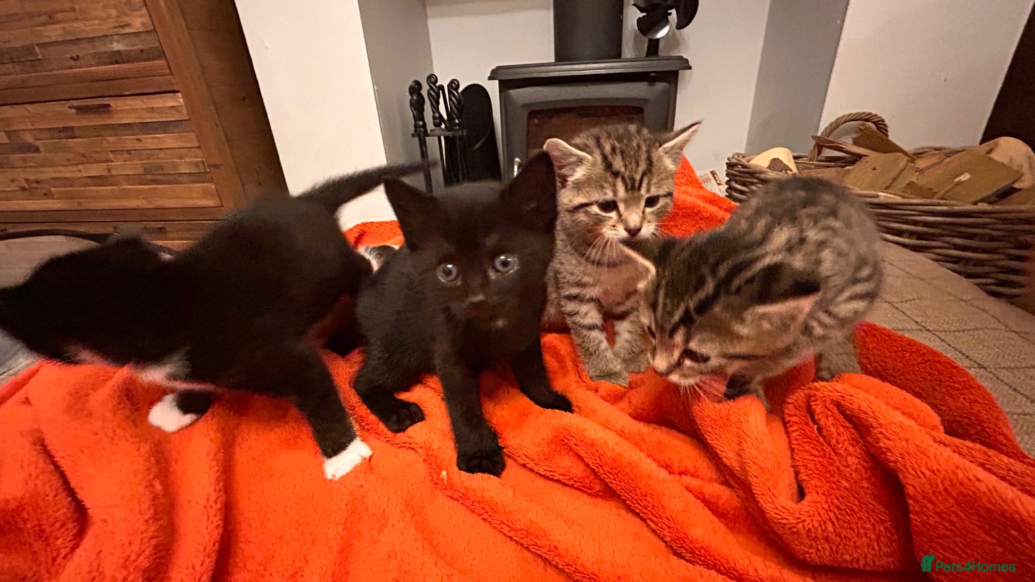 British Shorthair cats 4 kittens for sale  - Advert 1