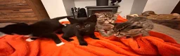 British Shorthair cats for sale: 4 kittens for sale  in Darlington - Advert 1