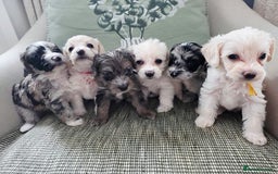 Yorkiepoo dogs for sale: 6 beautiful Yorkiepoo puppies , 5 girls and 1 boy  - Image 11