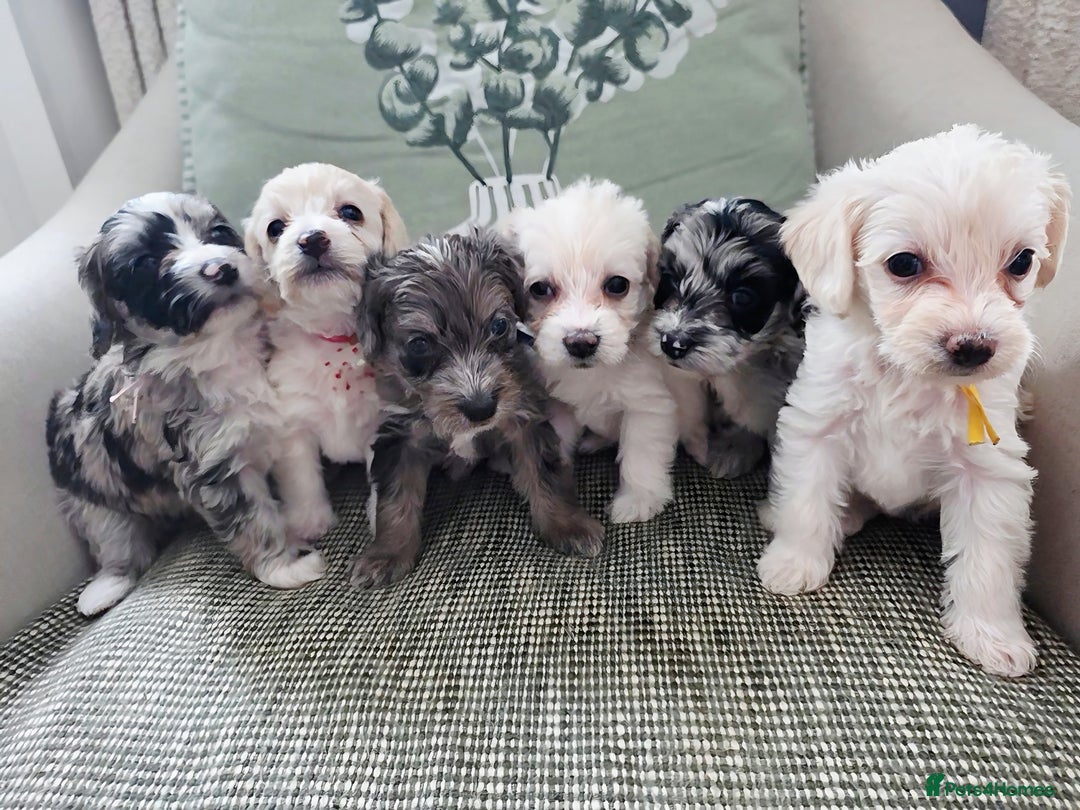 Yorkiepoo dogs for sale: 6 beautiful Yorkiepoo puppies , 5 girls and 1 boy  - Image 11