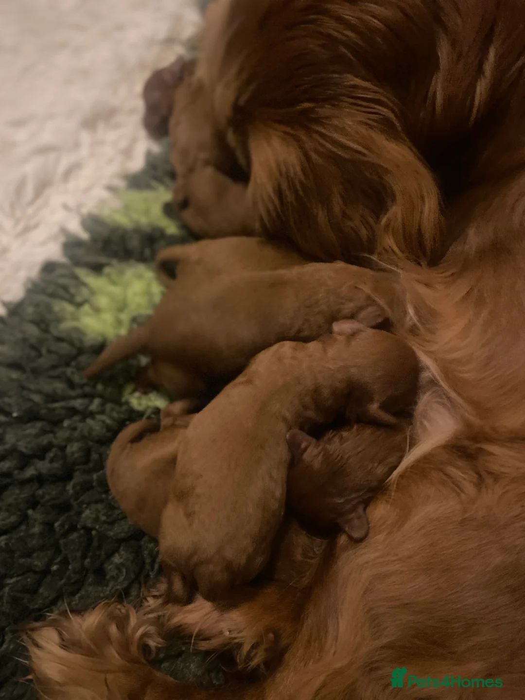 Cavapoo dogs for sale: Red Cavapoo both parents dna tested  - Advert 2