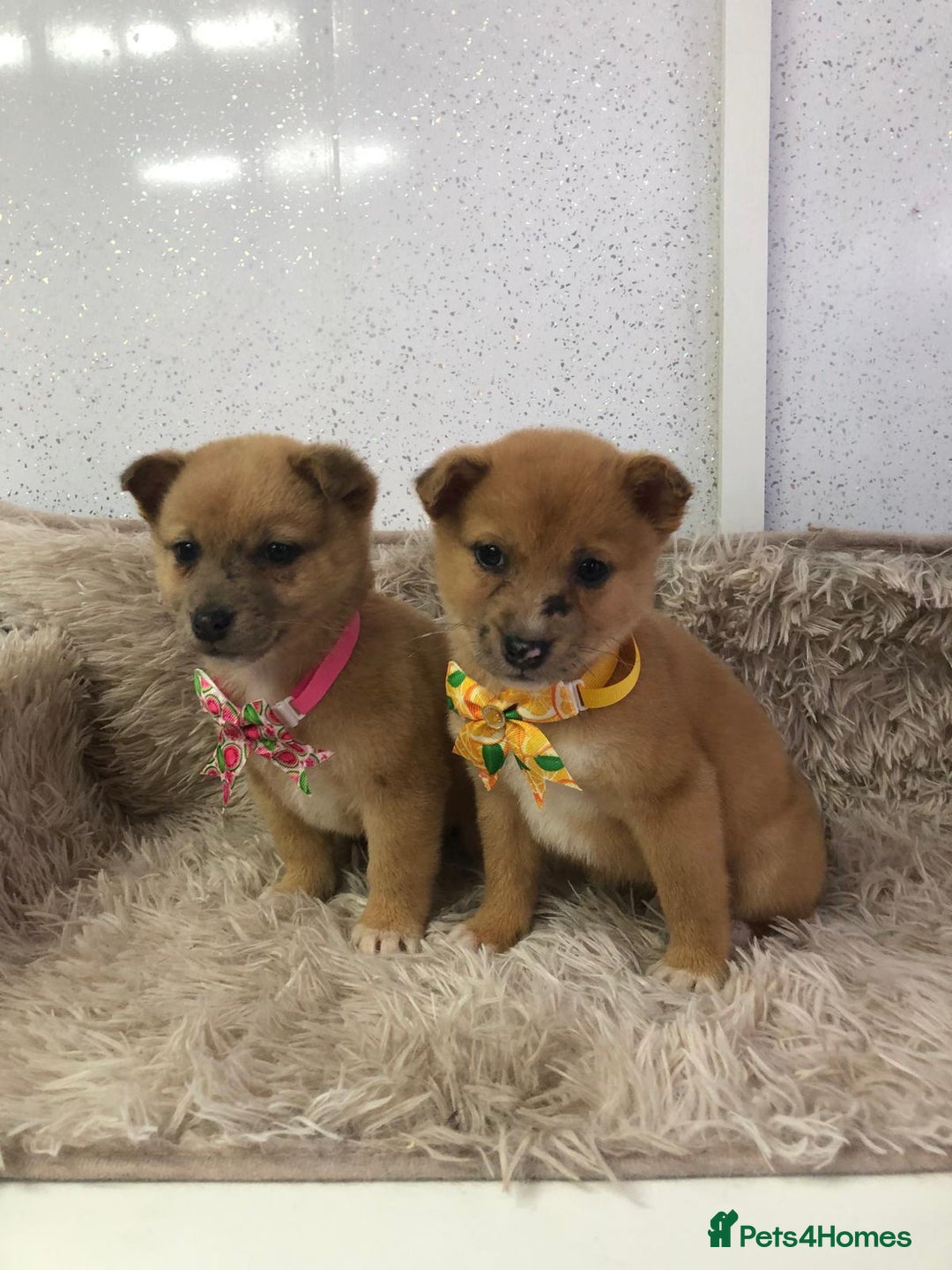 Mixed Breed dogs for sale: Jack Russel x Shibu inu (Shibujacks) - Advert 8