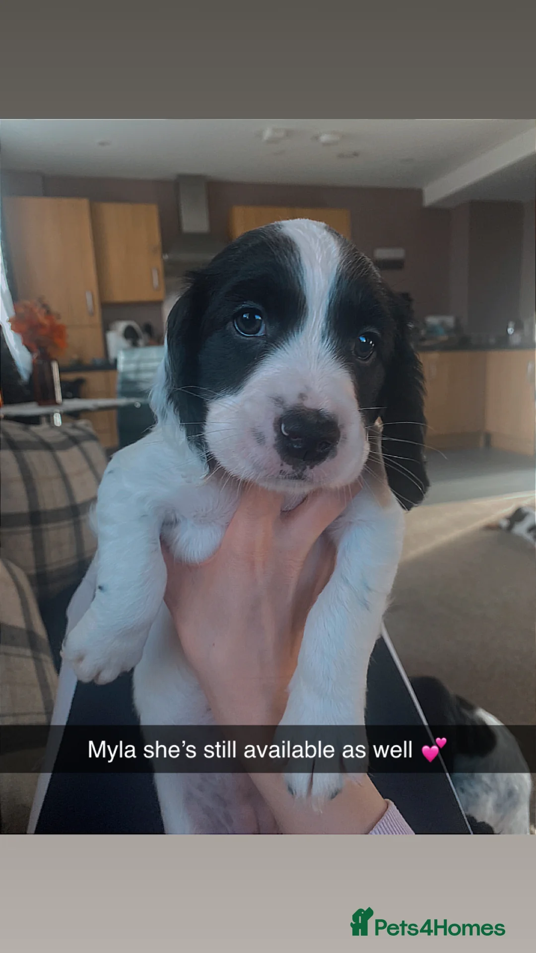 Sprocker dogs for sale: Sprocker spaniel  - Advert 2